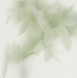 DE MI FLOR brand conceptual image